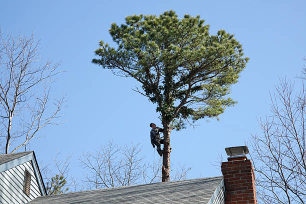 Best Residential Tree Removal  in USA